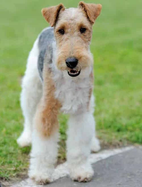 Photo of Wire Fox Terriers | Dog Temperament