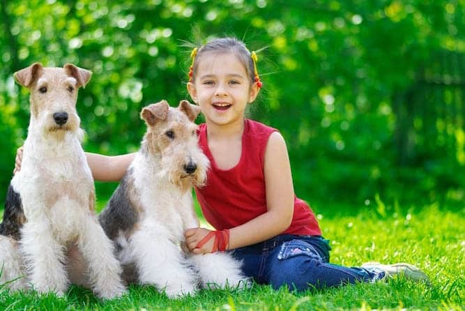 Photo of Wire Fox Terriers with Young Girl | Dog Temperament