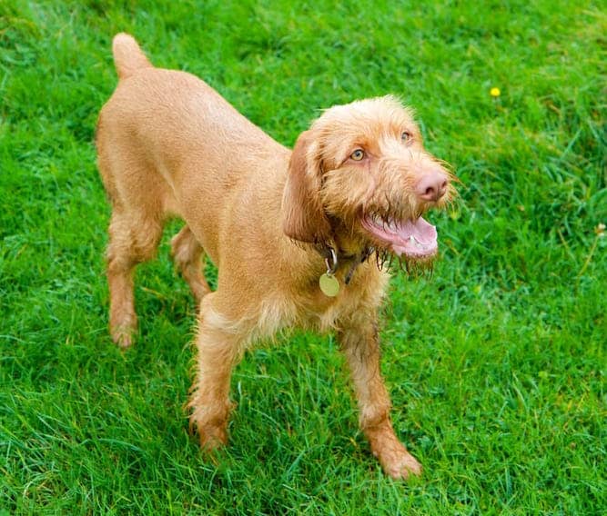 Photo of a Happy Wirehaired Vizsla | Dog Temperament