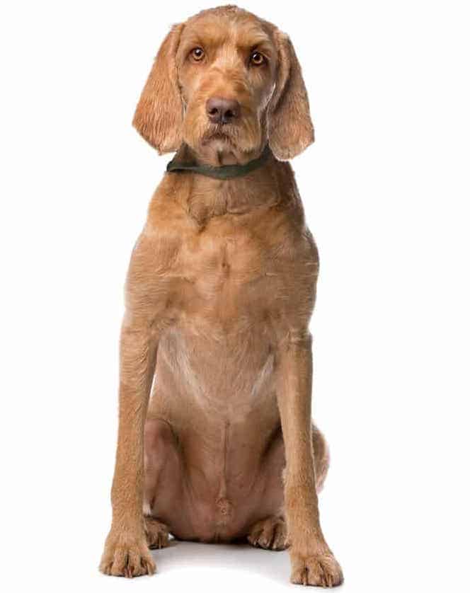 Photo of Wirehaired Vizsla | Dog Temperament