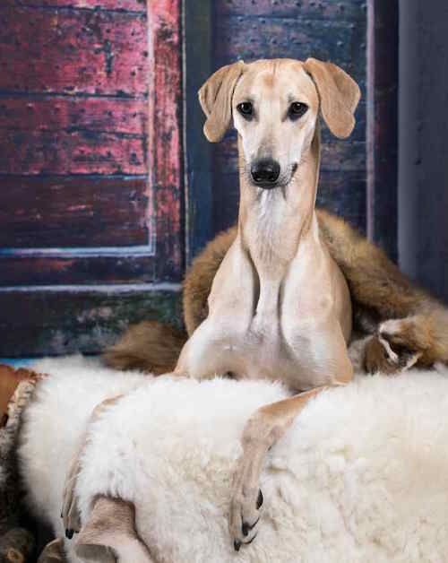 Photo of Sloughi Portrait | Dog Temperament