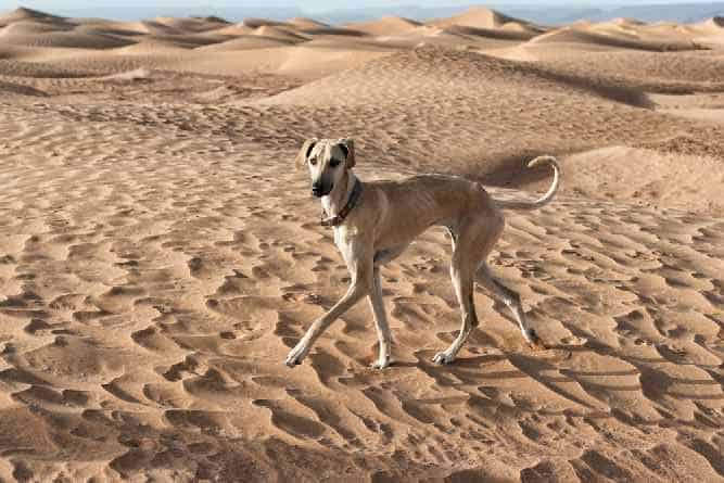 Photo of Sloughi In Desert | Dog Temperament