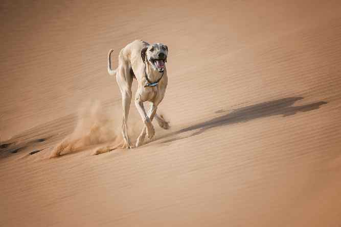 Photo of Sloughi Running | Dog Temperament