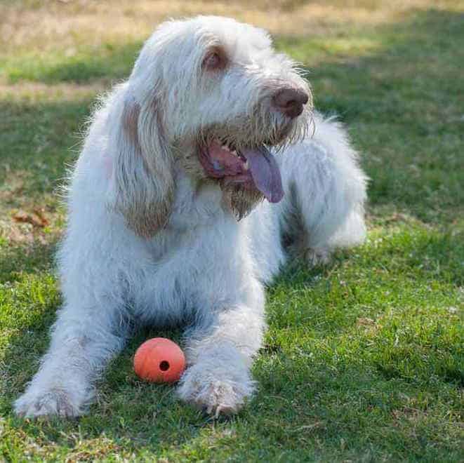 Photo of Spinone Italiano Outdoor with toy | Dog Temperament