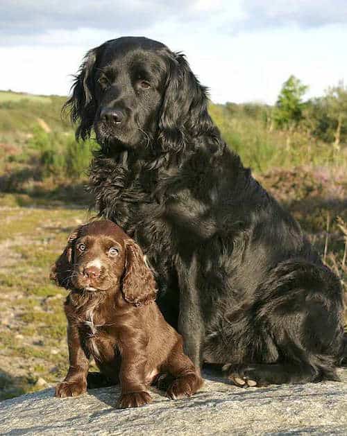 Photo of Two Sussex Spaniels Big Black And Brown Puppy | Dog Temperament