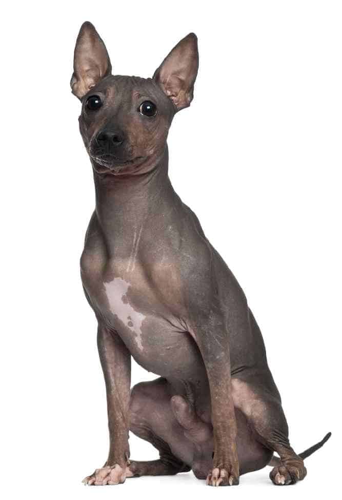 Photo of American Hairless Terriers Grey Portrait