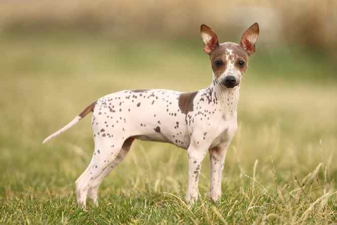 Photo of American Hairless Terriers Spotted Portrait
