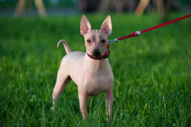 Photo of American Hairless Terrier On Leash