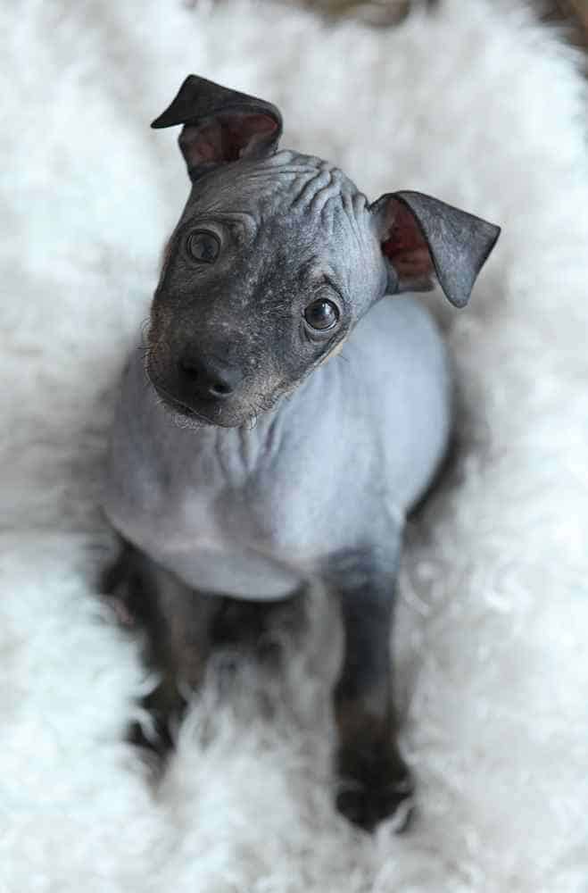 Photo of American Hairless Terrier Grey Puppy Portrait