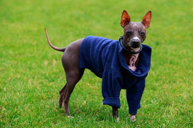 Photo of American Hairless Terriers  With Coat