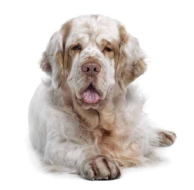 Photo of Clumber Spaniel| Dog Temperament