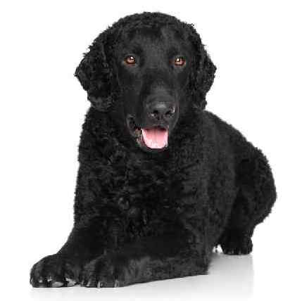 Photo of Curly Coated Retriever Portrait
