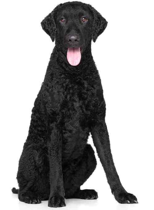 Photo of Curly Coated Retriever Sitting Portrait