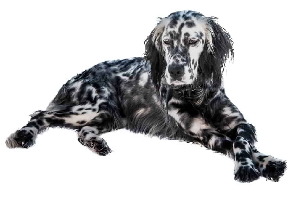 Photo of English Setter  Black And White  | Dog Temperament