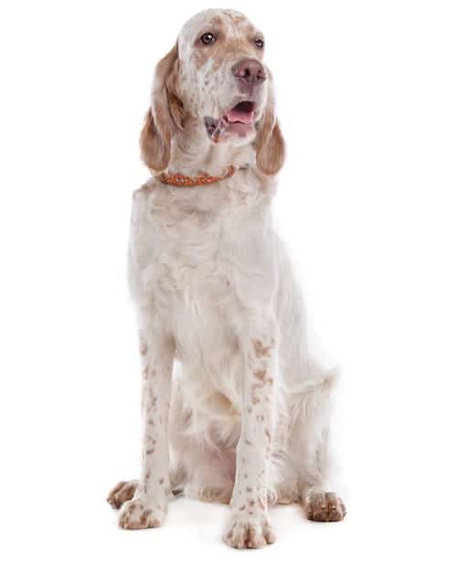Photo of English Setter  White And Brown Sitting Up | Dog Temperament