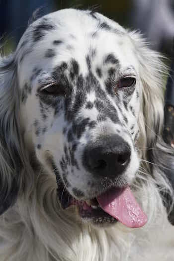 Photo of English Setter  Full Face Portrait | Dog Temperament