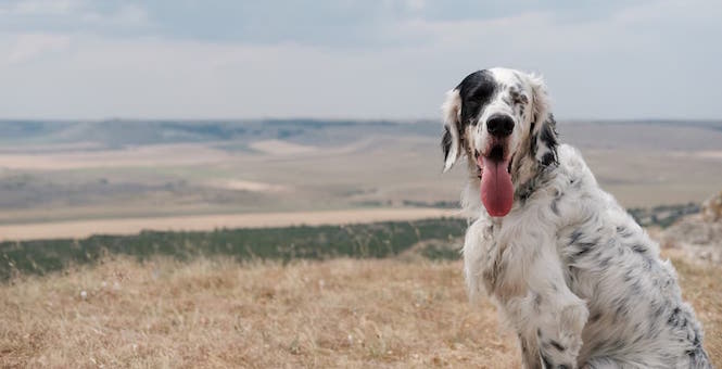 Photo of English Setter in Field | Dog Temperament