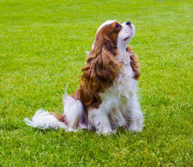 Photo of English Toy Spaniel outside in park | Dog Temperament