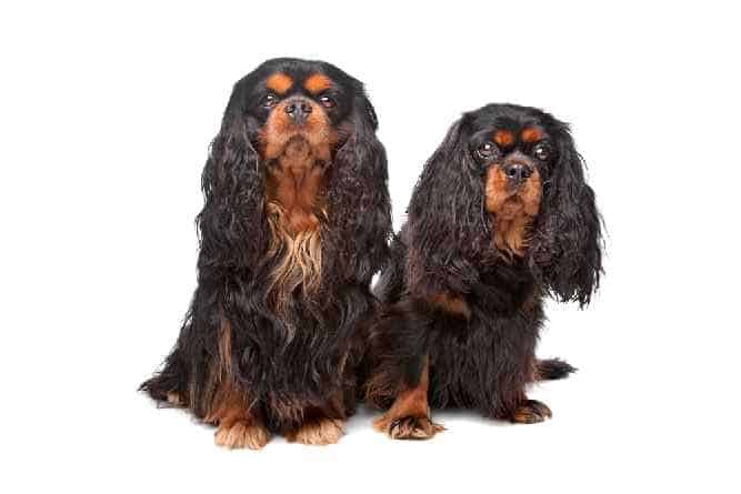 Photo of Two English Toy Spaniels | Dog Temperament