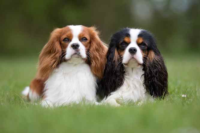 Photo of English Toy Spaniels Side by Side in park | Dog Temperament