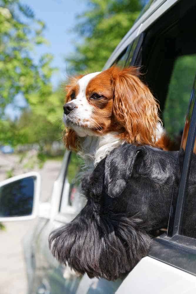 Photo of English Toy Spaniel Looking Out Car Windoe | Dog Temperament