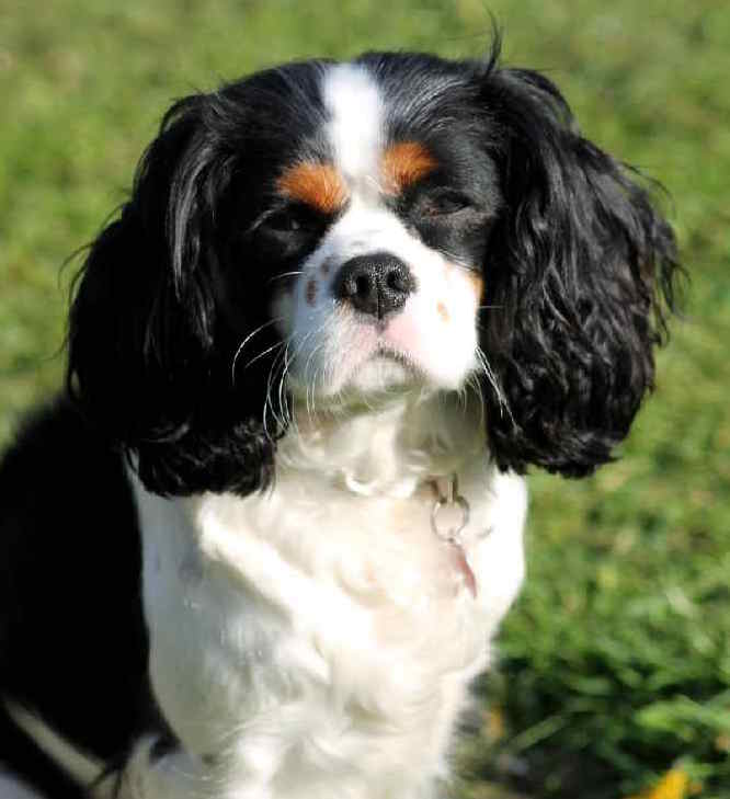 Photo of English Toy Spaniel Portrait | Dog Temperament