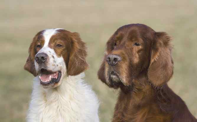 Photo of Irish Red And White Setter With an Irish Setter | Dog Temperament