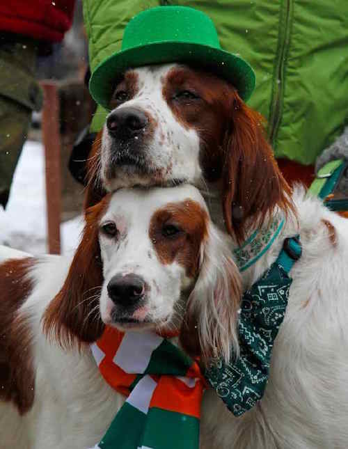Photo of Irish Red And White Setters With Hat | Dog Temperament