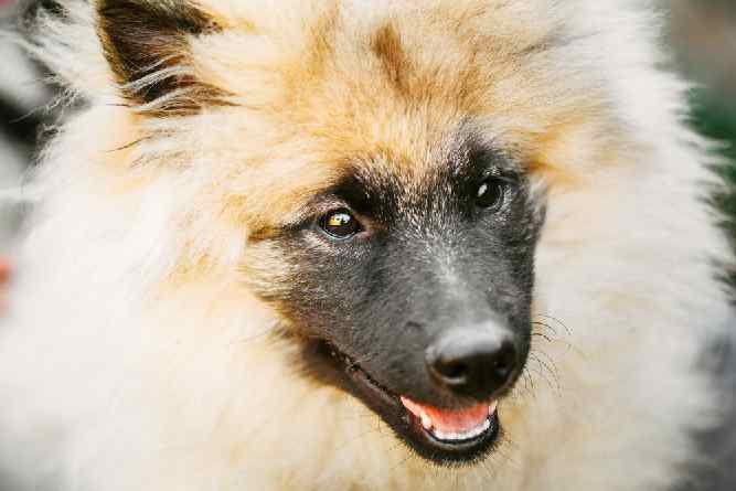 Photo of Keeshond Portrait | Dog Temperament