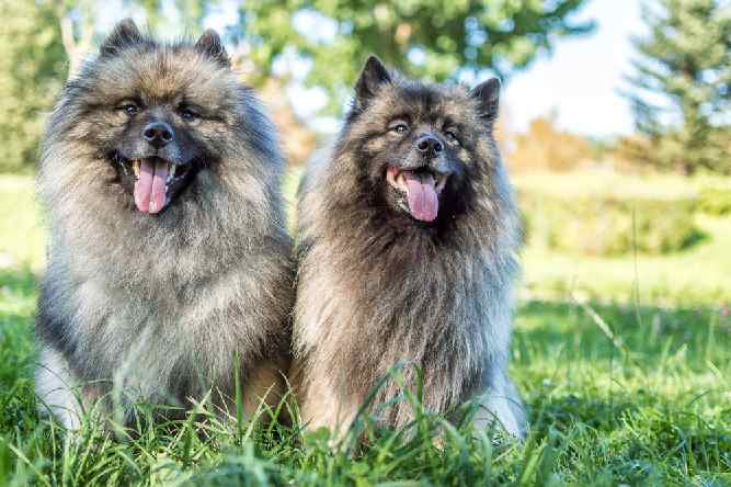 Photo of Two Keeshond Dogs In Grass | Dog Temperament