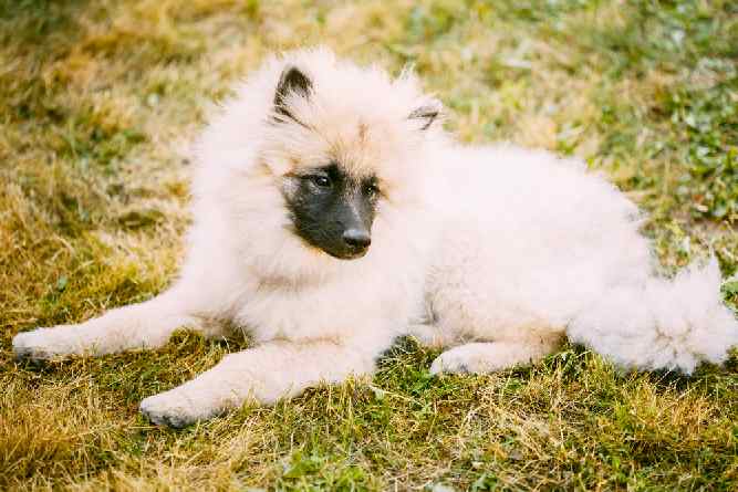 Photo of Keeshond Laying In Grass Head Slightly Sideway | Dog Temperament