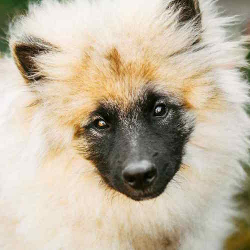 Photo of Keeshond Portrait | Dog Temperament