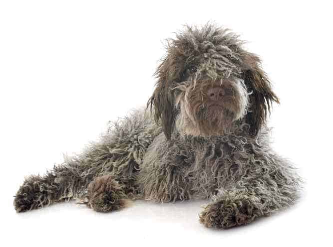 Photo of Lagotto Romagnolo Laying| Dog Temperament