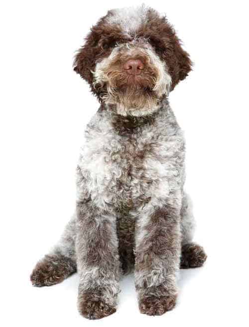 Photo of Lagotto Romagnolo Sitting | Dog Temperament