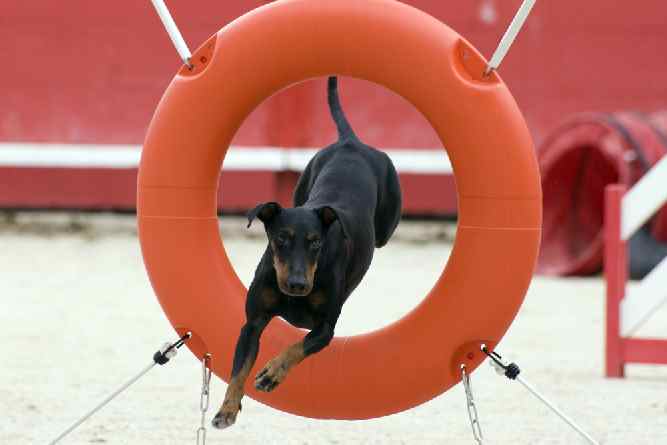 Photo of Manchester Terrier Agility | Dog Temperament