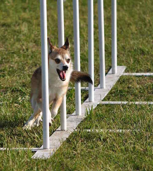 Photo of Norwegian Lundehund Agility