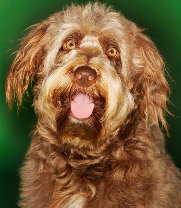 Photo of Otterhound | Dog Temperament