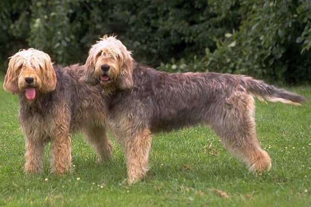 Photo of Otterhounds outside in park | Dog Temperament