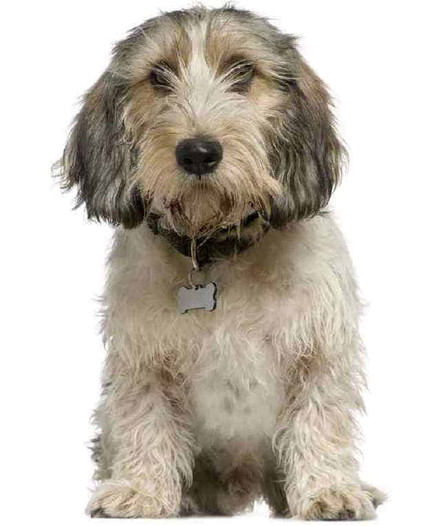 Photo of Petit Basset Griffon Vendeen Portrait | Dog Temperament
