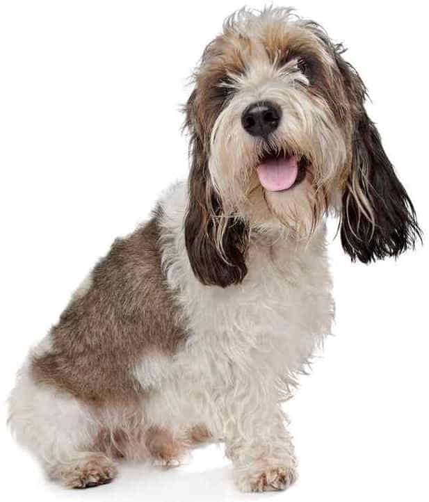 pbgv