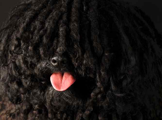 Photo of Black Puli Tongue Out | Puli Temperament