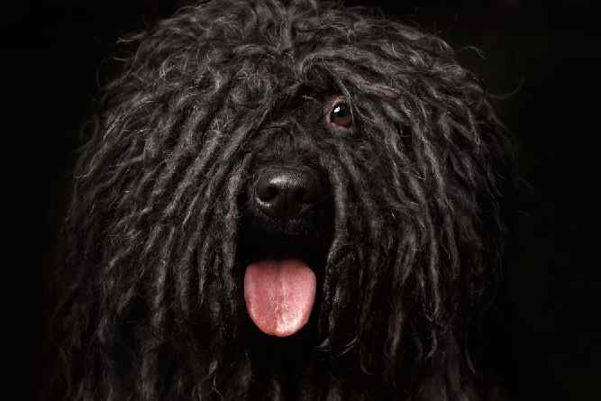 Photo of Black Puli with One Eye Visible | Puli Temperament