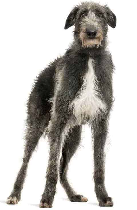 Photo of Scottish Deerhound | Dog Temperament