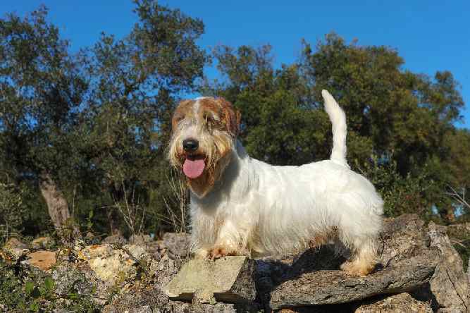 Photo of Sealyham Terrier Standing On Rock | Dog Temperament