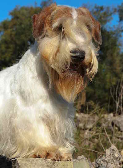 Photo of Sealyham Terrier Portrait | Dog Temperament