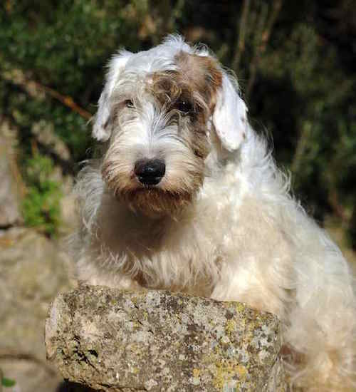Photo of Sealyham Terrier in Rocky Outdoors | Dog Temperament