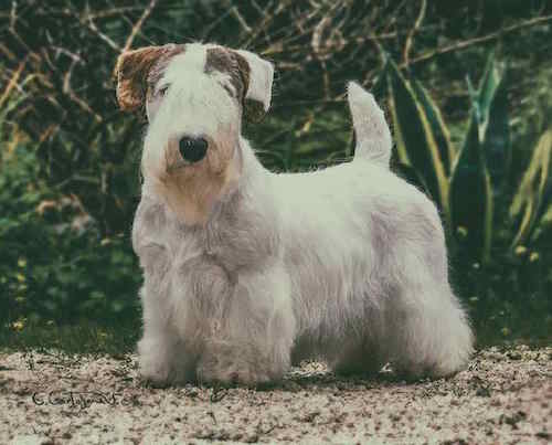 Photo of Sealyham Terrier Near Trees | Dog Temperament