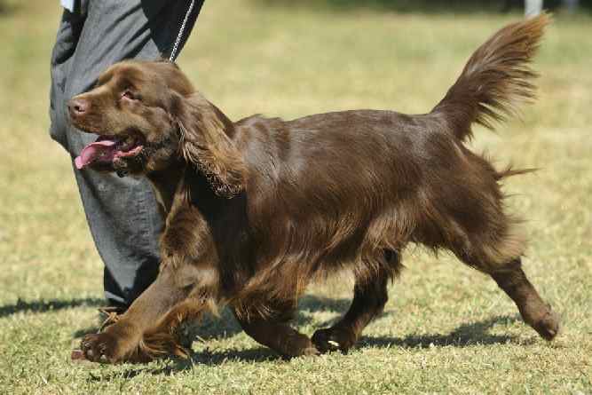 Photo of Sussex Spaniel at show Running | Dog Temperament