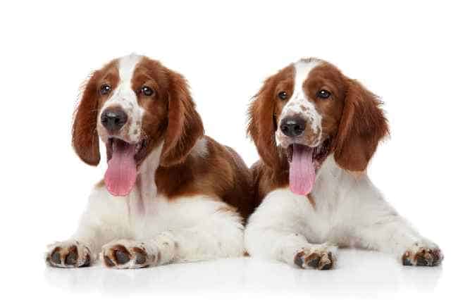 Photo of Welsh Springer Spaniels Duo Portrait | Dog Temperament
