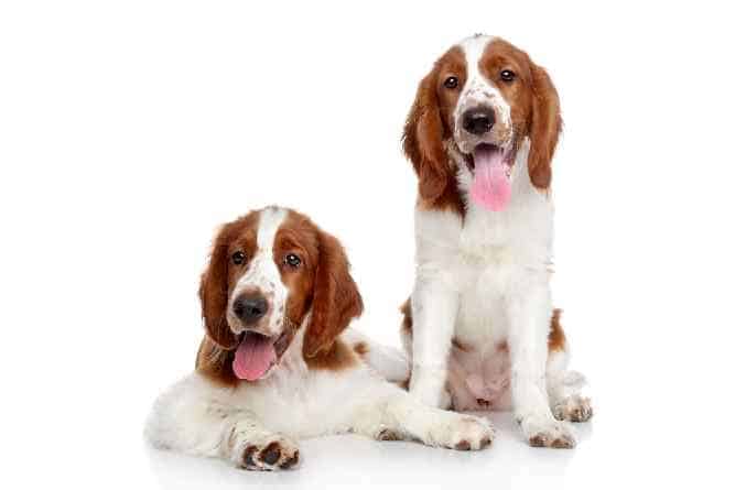 Photo of Welsh Springer Spaniels Puppies With Tongue Out | Dog Temperament